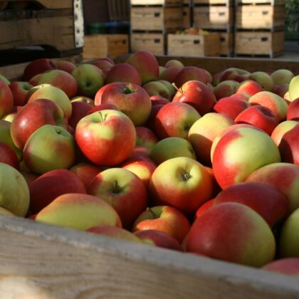 Elstar appel per stuk