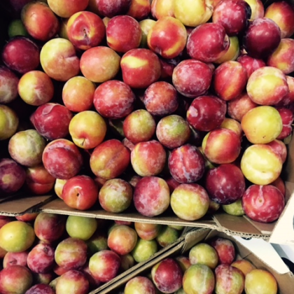 Pruimen per 500 gram